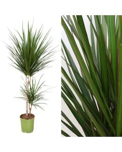 Dracaena marginata colorama 2 plant v.19 h.100 (45-15)