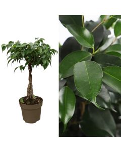 Ficus benjamina v.12 h.40, twisted stem