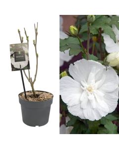 Hibiscus syriacus white chiffon v.17 h.50