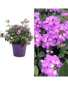 Lantana sellowiana lilla v.14 h.20-25