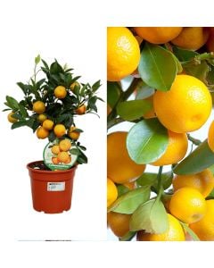 Italian mandarin, calamondino, citrus mitis v.15, mini tree
