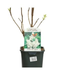 Syringa vulgaris mme lemoine v.17 h.45