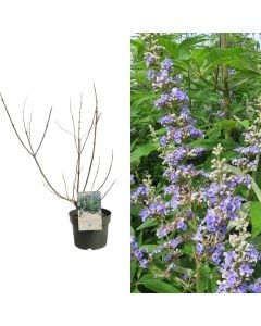 Vitex agnus castus summertime blues v.19 h.45