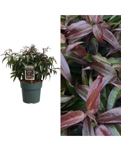 Leucothoe carinella v.21 h.25