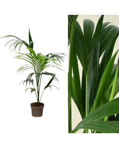 Kentia forsteriana v.21 h.100