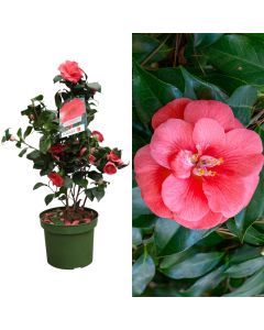 Camellia japonica v.19 h.60-80