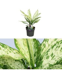 Dieffenbachia vesuvius v.19 h.55