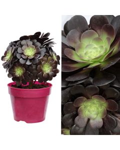 Aeonium arboreum v.15 h.25