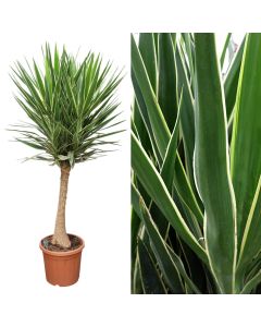Yucca elephantipes puck v.32 h.190