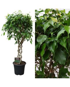 Ficus benjamina, twisted cilinder v.32 h.135