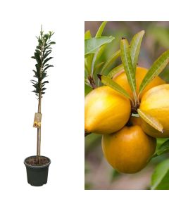 Exotic fruit, pouteria obovata, lucumo v.40 h.175-200 cm