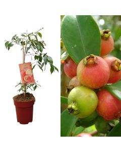 Exotic fruit, psidium cattleianum v.23 h.80-100 cm