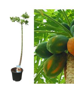Exotic fruit, carica papaya v.40 h.150-175 cm