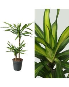 Dracaena riki 2 plant v.19 h.90