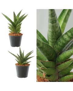 Sansevieria mix v.9 h.20, tough lady, jewel crown