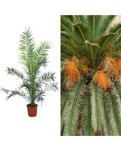 Phoenix canariensis v.27 h.200