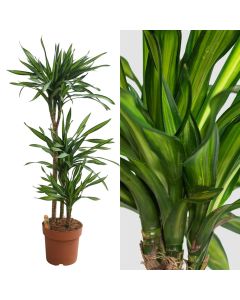 Dracaena riki 3 plant v.24 h.120