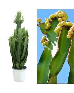 Euphorbia candelabrum v.19 h.95