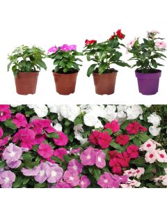 Vinca v.14