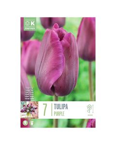 Bulbs, for ground and pot, purple tulips, 7 pcs/pack, Purple Tulips