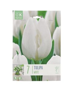 Bulbs, for ground and pot, white tulips, 7 pcs/pack, White Tulips