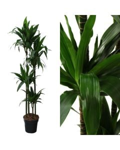 Dracaena janet craig 4 plant v.27 h.180