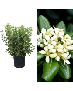 Pittosporum tobira v.24 h.70-80