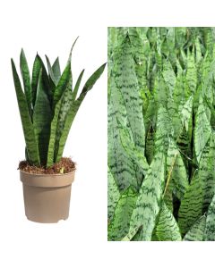 Sansevieria zeylanica v.14 h.50-60