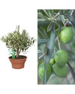 Italian olive, cipressino, olea europaea v.23 CIOTOLA