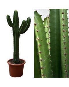 Euphorbia v.30
