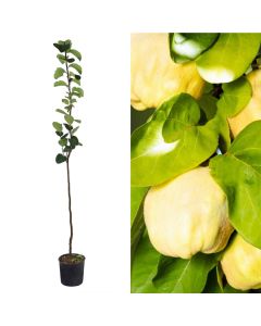 Quince sapling v.19 h.168