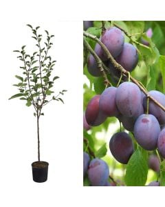 Plum sapling v.19 h.168