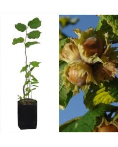 Hazelnut seedling v.19 h. 158