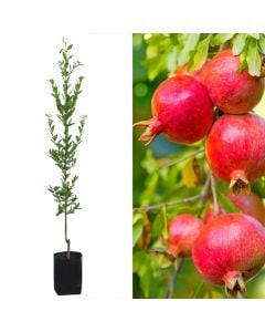 Pomegranate sapling v.19 h.162