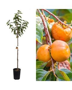 Persimmon sapling v.19 h.163