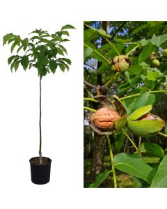 Nuts seedling v.19 h.167