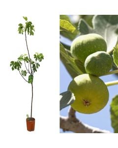Fig tree sapling