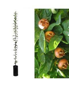 Medlar seedlings v.19 h.153