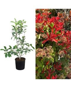 Fotinja  red