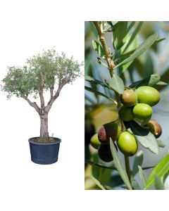 Olive, olea europaea, v.80  h.300-350 cm