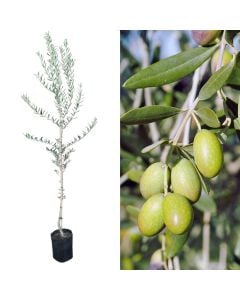 Olive sapling v.19 h.165
