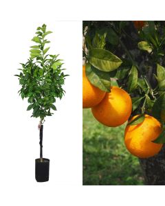 Orange sapling v.19 h.186