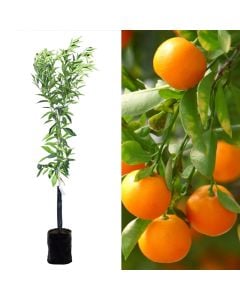 Mandarin sapling v.19 h.185