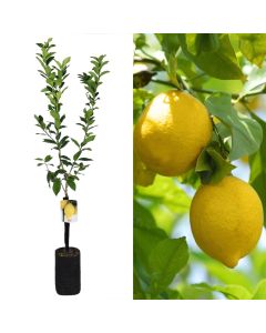 Lemon sapling v.19 h.185