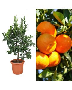 Mandarin seedling, baso v.20 h.90