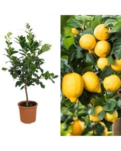 Lemon sapling, baso v.20 h.90