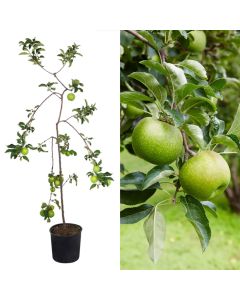 Apple sapling v.19 h.173