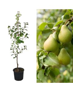 Pear sapling v.19 h.168