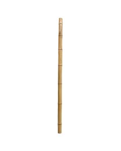 Natural bamboo for decoration, Videx, H180 x Ø 9 cm, treated with varnish