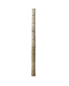 Natural bamboo for decoration, Giardino Verde, L300 x Ø 14-16 cm, varnished